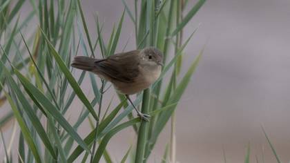 Marsh Warbler