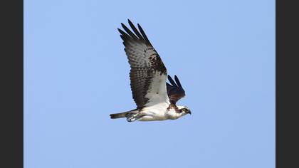 Osprey