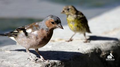 Eurasian Chaffinch