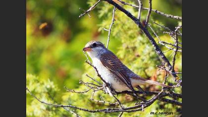 Red-backed Shrike