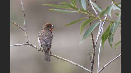 Common Rosefinch