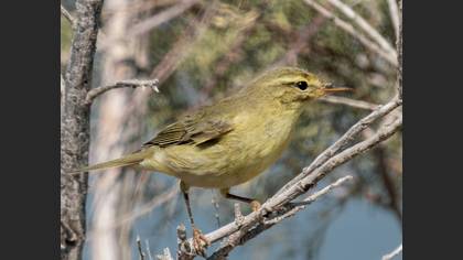 Willow Warbler