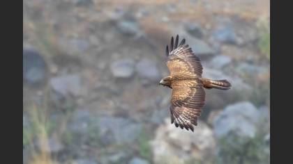Common Buzzard