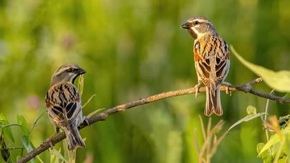 Dead Sea Sparrow