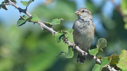 House Sparrow
