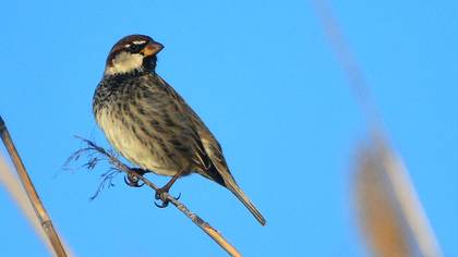Spanish Sparrow