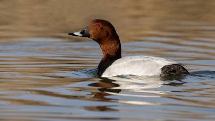 Common Pochard