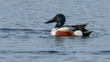 Northern Shoveler