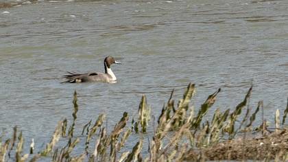 Northern Pintail