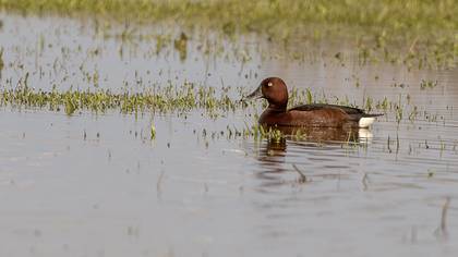 Ferruginous Duck