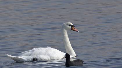 Mute Swan