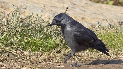 Western Jackdaw