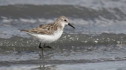 Little Stint