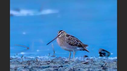 Common Snipe