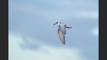 Whiskered Tern