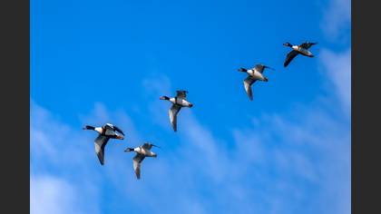 Common Shelduck