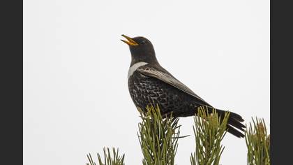 Ring Ouzel