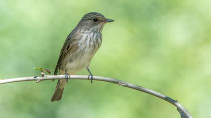 Spotted Flycatcher