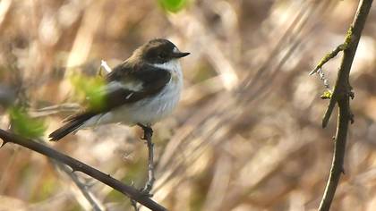 European Pied Flycatcher