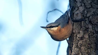 Eurasian Nuthatch