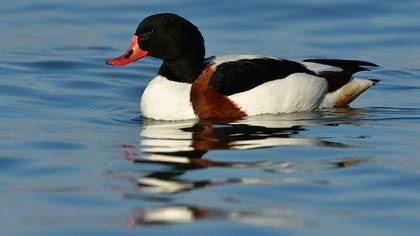 Common Shelduck