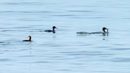 Red-breasted Merganser