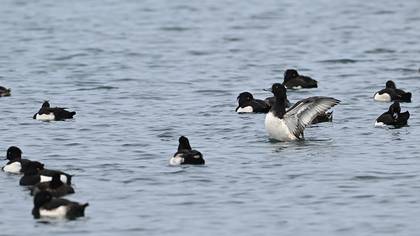 Tufted Duck