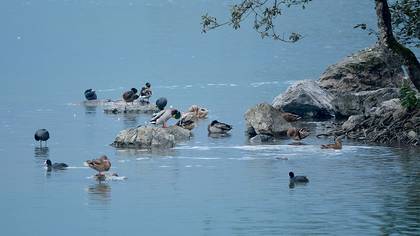 Mallard