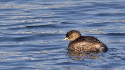 Little Grebe
