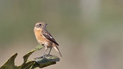 European Stonechat