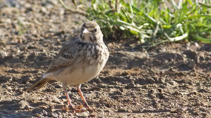 Crested Lark