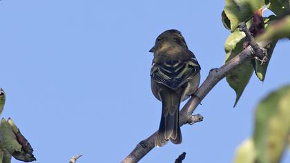 Eurasian Chaffinch
