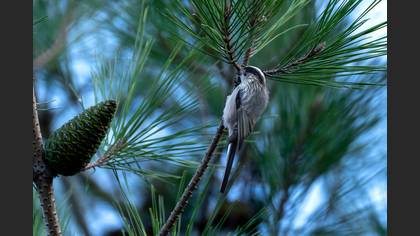 Long-tailed Tit