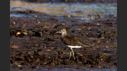 Green Sandpiper