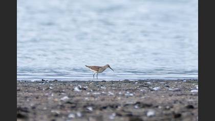 Curlew Sandpiper