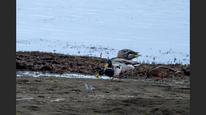 Mallard