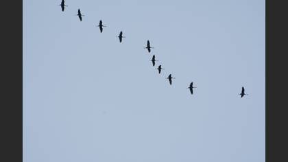 Common Crane