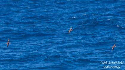 Yelkouan Shearwater