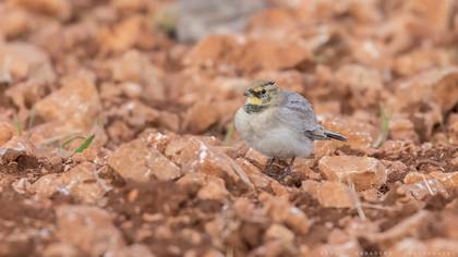 Horned Lark