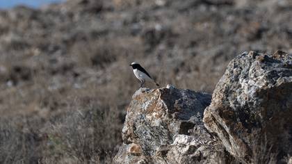 Finsch`s Wheatear