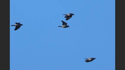 Stock Dove