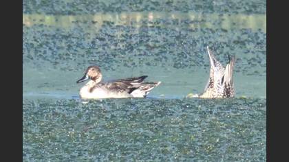Northern Pintail