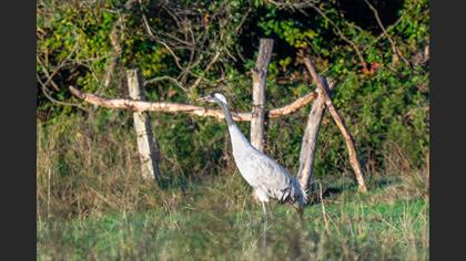 Common Crane