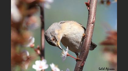 Subalpine Warbler