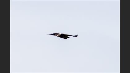 Akkuyruklu Kartal
