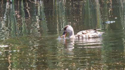 Red-crested Pochard