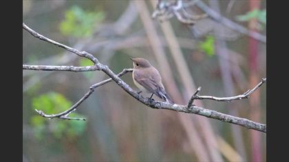 Red-breasted Flycatcher