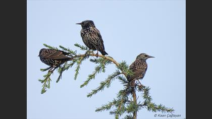 Common Starling