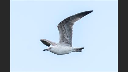 Caspian Gull