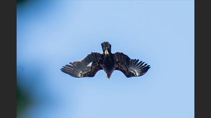 Greater Spotted Eagle